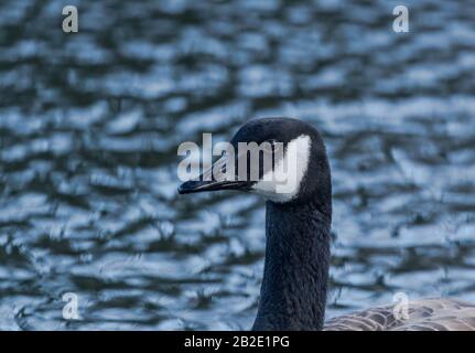 Canada Goose (UK) testa e collo. Foto Stock