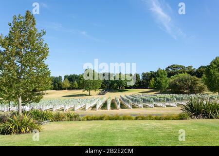 Filari Di Viti A Villa Maria Auckland Winery, Mangere, Auckland, Auckland Region, Nuova Zelanda Foto Stock