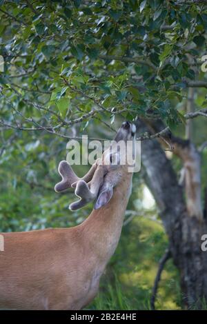 Capriolo dalla coda bianca (Odocoileus virginianus) con palchi di velluto che arrivano per curiosare su un albero Balsam Pioppo nella foresta ripariana Foto Stock