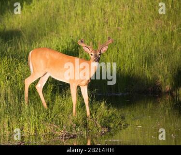 Capriolo dalla coda bianca (Odocoileus virginianus) con corna di velluto in piedi sul bordo dello stagno Foto Stock