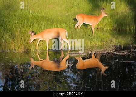 Caprioli dalla coda bianca (Odocoileus verginianus) con corna di velluto che si nutrono in un prato lungo il bordo dello stagno Foto Stock