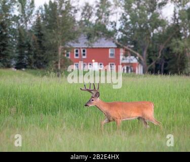 Capriolo dalla coda bianca con corna di velluto che camminano attraverso il prato accanto al Colonnello James Walker House a Calgary, Canada. (Odocoileus virginianus) Foto Stock