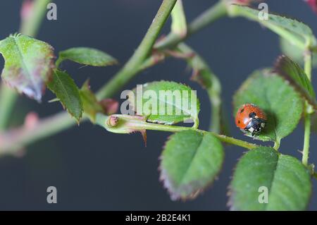 Primo piano di un ladybug che si trova su un ramo di una rosa cespuglio in un giardino di casa Foto Stock