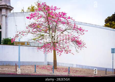 Albero di seta (Ceiba speciosa) visto sulla strada della città di Lisbona, Portogallo Foto Stock