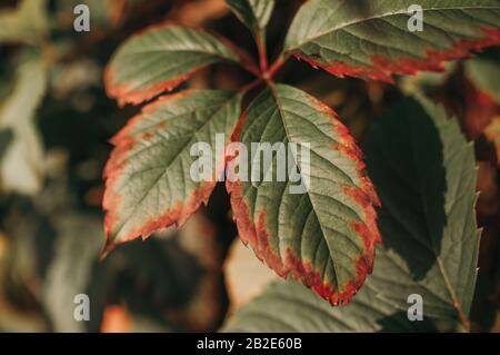 foglio insolito di due colori rosso intorno al bordo e verde nel centro primo piano Foto Stock