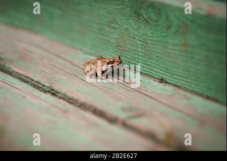 la rana verde con un occhio grande si siede su un pavimento di legno Foto Stock