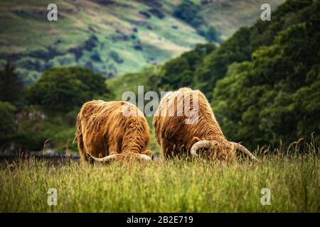 Bestiame domestico scozzese highland camminare sulla natura. Foto Stock