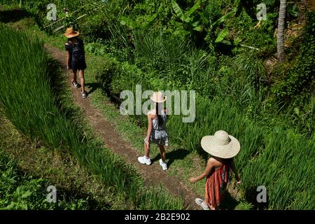 Madre asiatica e due figlie che si divertano ad esplorare i campi di riso Foto Stock