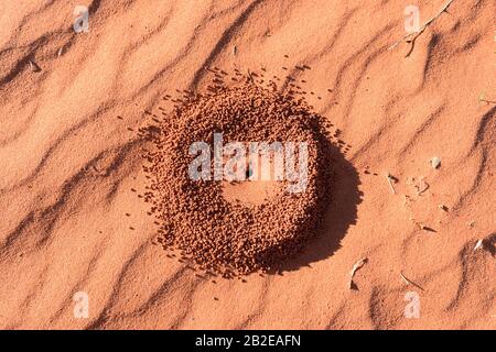 ANT nido in sabbia rossa nell'Outback australiano, a sud di Alice Springs, Northern Territory, NT, Australia Foto Stock