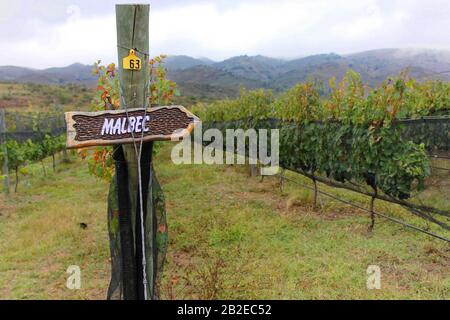 Vigneti di Malbec nella provincia di Mendoza, Argentina Foto Stock