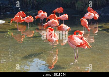 Fenicotteri sotto il sole in un fiume in uno zoo durante l'estate Foto Stock