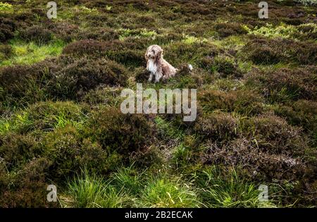 Cane scozzese seduto in campo nel vento. Foto Stock