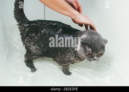 Gray Scottish fold Cat prende un bagno con il suo proprietario. Si prende cura di lui e lava a fondo la sua pelliccia Foto Stock