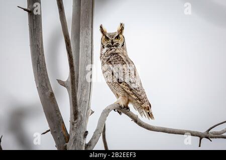 Alert Montagne Rocciose gufo corno grande (Bubo virginianus pinorum) arroccato su arto albero Foto Stock