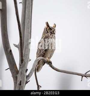 Alert Montagne Rocciose gufo corno grande (Bubo virginianus pinorum) arroccato su arto albero Foto Stock