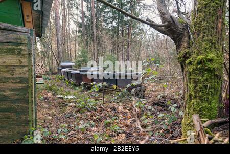 Alveari con api negli apiari alla periferia della foresta. Foto Stock