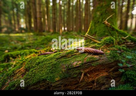 Foresta di Mossy con fuoco ad un pinecone. Foto Stock