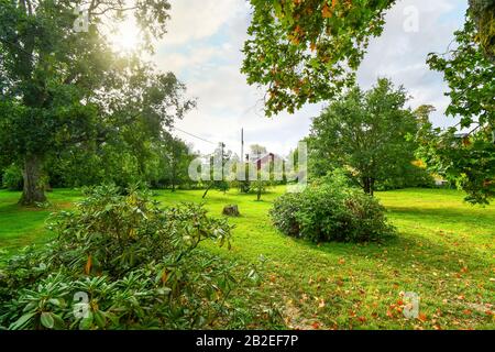 La luce del sole fluisce attraverso rami di alberi in un campo e giardino fuori da un sito rurale nelle colline della Finlandia. Foto Stock