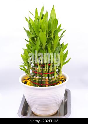 Il bambù fortunato (Dracaena sanderiana) in un vaso di plastica bianco Foto Stock