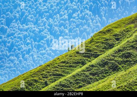 Bosco di abete rosso e erba verde sul lato di una montagna. Vista dall'alto verso il basso dell'antenna. Abete rosso verde sul pendio vista aerea dal lato. Foto Stock