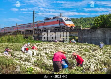 Miaoli, Taiwan - 20 novembre 2016: Gli agricoltori che raccolgono il crisantemo sulla ferrovia a miaoli. Il crisantemo potrebbe essere utilizzato per preparare tè e fritto Foto Stock