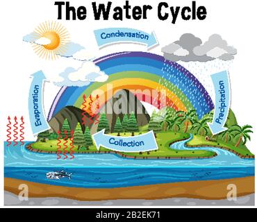 Diagramma che mostra il ciclo dell'acqua con pioggia e illustrazione dell'oceano Illustrazione Vettoriale