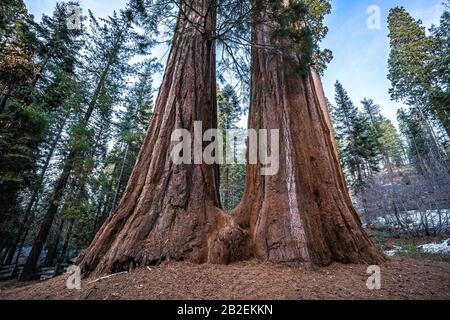 Due sequoie giganti si unirono alla base del Sequoia National Park, California Foto Stock