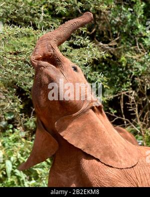 Titolo elefante del bambino (Loxodonta africana) che gioca con il suo tronco. Nairobi National Park, Kenya. Foto Stock