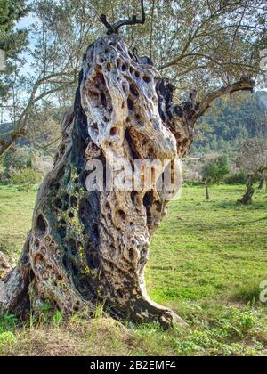 Vecchio olivo nel parco. Tronco molto interessante con buchi e corteccia testurizzata Foto Stock