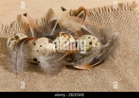 Uova di Quail su un panno ruvido burlap con belle piume su uno sfondo di superficie di legno. Foto Stock