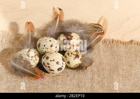 Uova di Quail su un panno ruvido burlap con belle piume su uno sfondo di superficie di legno. Foto Stock