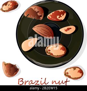 Bertholletia. Illustrazione vettoriale delle noci del Brasile su primo piano bianco. Illustrazione Vettoriale