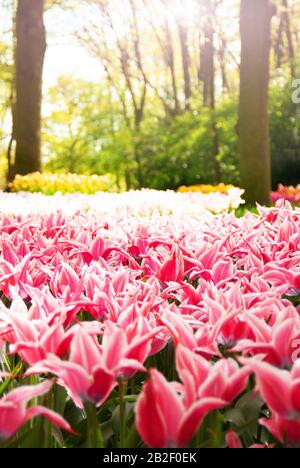 Vista sul bellissimo parco Keukenhof prati di fiori sotto il cielo blu durante la mostra annuale Foto Stock