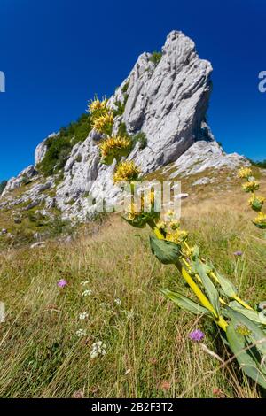 Gentile lutea, il grande genziana giallo dal monte Velebit, Croazia Foto Stock