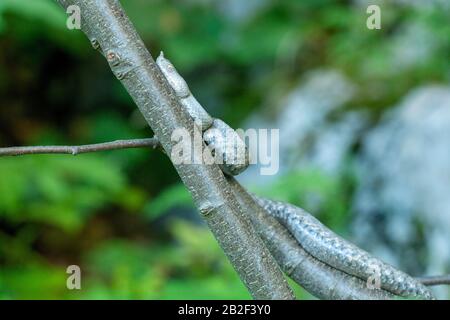 Una vipera corned su un albero dalla montagna di Velebit, Croazia Foto Stock