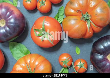 Pomodori rossi e viola assortiti con basilico su nero Foto Stock