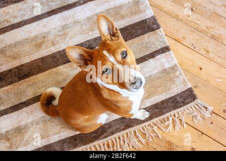 Cane di razza Basenji seduto sul pavimento di legno del tappeto a casa. Vista dall'alto Foto Stock