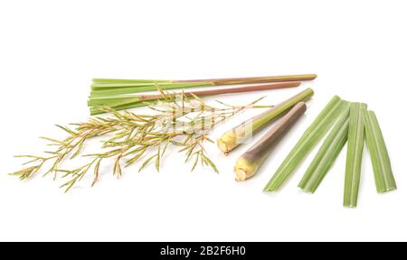 Fiori e foglie di lemongrass rosso o citronella erba. Studio girato isolato su sfondo bianco Foto Stock