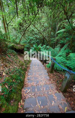 I gradini di pietra attraverso la foresta conducono giù ad un'area di osservazione. A Erskine Falls Lungo La Great Ocean Road, Victoria, Australia. Foto Stock