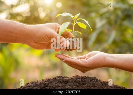 Stretta su mano che tiene germoglio giovane dell'albero verde e che pianta nel suolo. Concetto di decorazione di casa e giardino Foto Stock