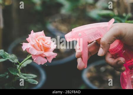 Chiudete la mano tenendo la bottiglia d'acqua e spruzzate su rosa rosa fiore in giardino. Concetto di giardinaggio domestico Foto Stock
