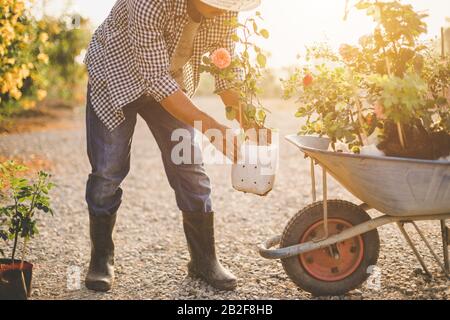 Uomo asiatico che sposta molti rose albero al suo giardino. Home decorazione esterna e giardinaggio per il concetto del mese di San Valentino Foto Stock