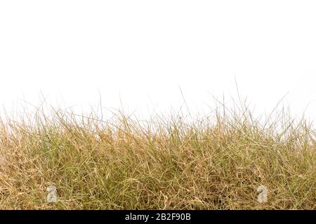 Secco giardino marrone erba studio girato e isolato su sfondo bianco Foto Stock