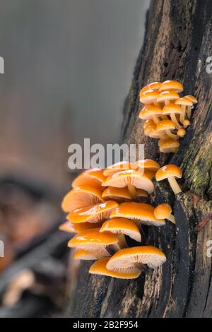 Fungo commestibile Flammulina che cresce su tronchi di albero. Foto Stock