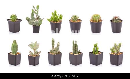 Set di mini cactus in plastica nera piantando pentola isolato su sfondo bianco Foto Stock