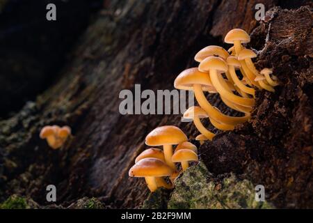 Fungo commestibile Flammulina che cresce su tronchi di albero. Foto Stock