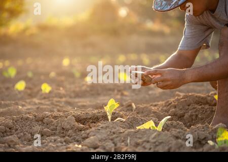 Agricoltore thailandese scatta foto del giovane tabacco verde nel campo a nord della Thailandia. Concetto di impianto di ricerca e Crescita Foto Stock