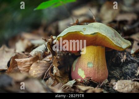 Il fungo velenoso Rubroboletus satanas cresce nelle foreste dell'Europa centrale. Foto Stock