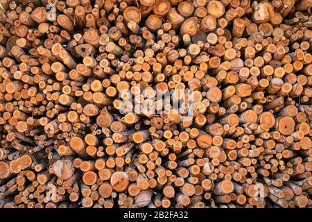 Accatastato di legno di Eucalipto o legno di tronchi per costruzioni sfondo e tessitura Foto Stock