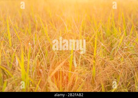 Paesaggio di riso dorato campo e bello cielo tramonto in Thailandia Foto Stock